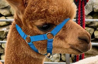 The Drumlins Cottage - Foto 24