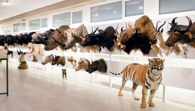 Mamíferos do Museu de Coleções da Universidade de León