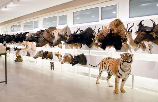 Visita guiada ao Museu de Coleções da Universidade de León - Foto 2