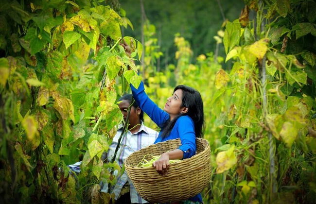 The Pear County - Foto 22