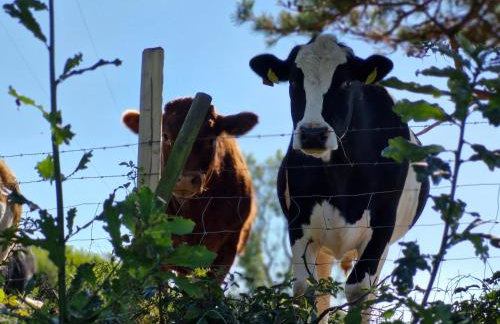 Y Bwthyn at The Old Water Mill on the very edge of Snowdonia - Foto 22