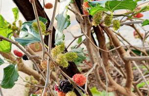 Casa do Maracuja - Foto 56