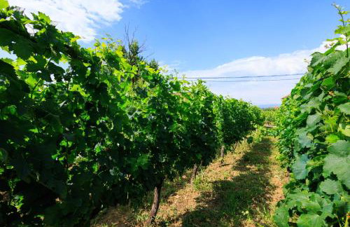 Country side Villa Mila - Photo 15