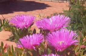 Villa Verde - Foto 14