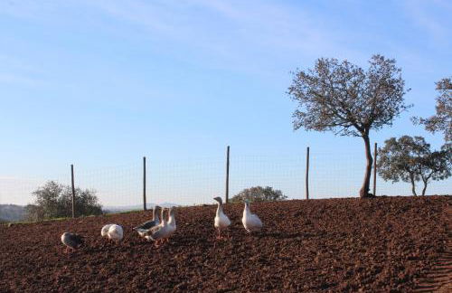 Agroturismo Xistos - Foto 37