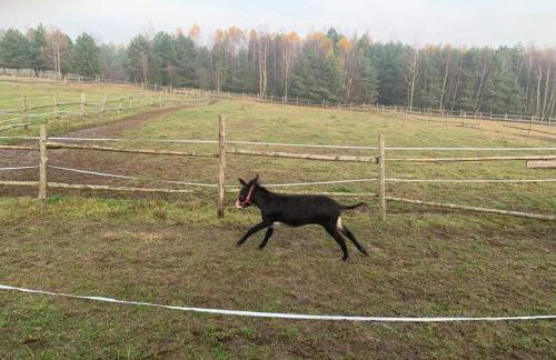 Pensjonat Przy Stajni - Foto 27