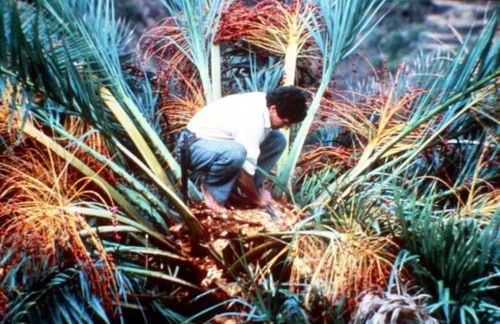 Casa Rural Finca la Maleza - Foto 52