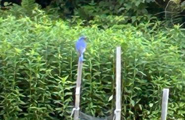 Private, Quiet Vermont Studio With Mountain Views - Foto 6