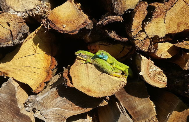 Holiday House Podhamer Boris - Foto 46