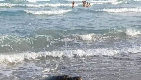 Trilocale Margine Rosso - Foto 4