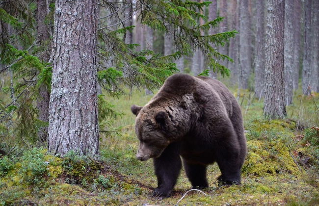 Lentiira Holiday Village - Foto 46