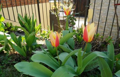 Casa in campagna nelle Langhe - Foto 26