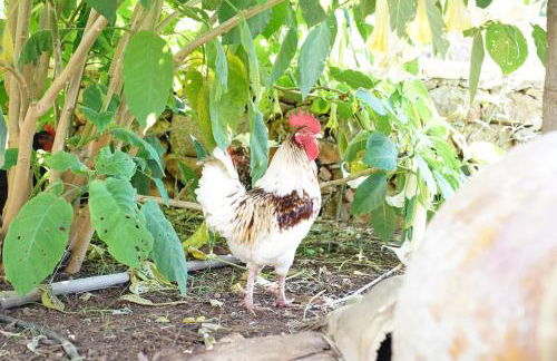 Masseria La Fica - Foto 66