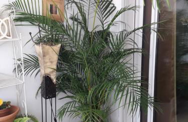 Banana Beach 1a Linea de playa - Foto 17