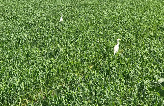 ingawale farmhouse - Photo 50