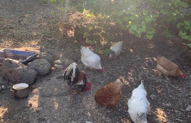 Ferienwohnung Schatzkisterl - Foto 4
