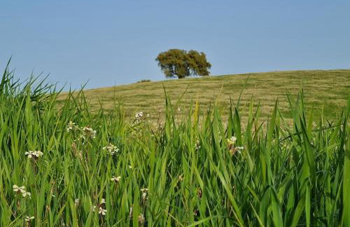 Monte do Arneiro - Foto 9