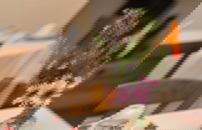 Tenuta La Bandita - Photo 32