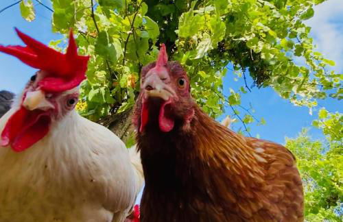 Agriturismo Ca du Chittu - Foto 10