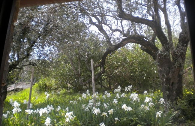 Agriturismo La Mancosa - Foto 15