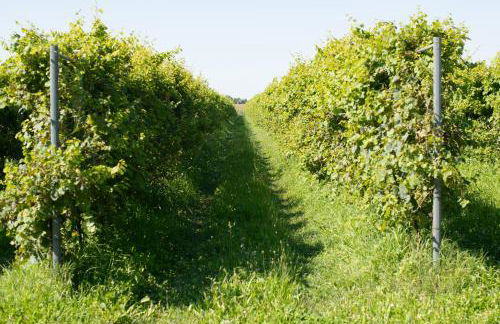 Agriturismo da Natalino - Foto 70