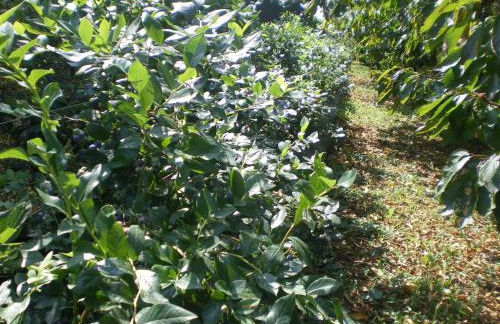 Tenuta Fortelongo - Foto 104