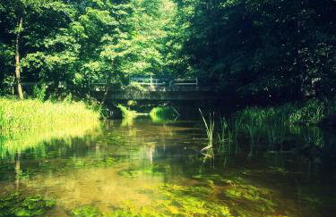 Ostoja Leśna Cisza - Foto 5