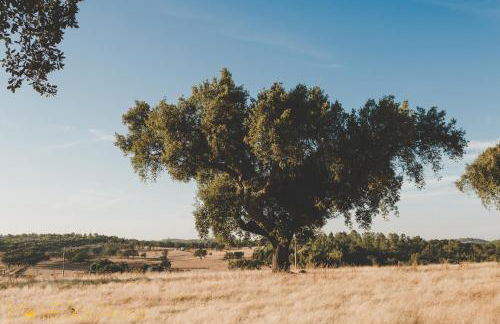Monte dos Pintos - Foto 44