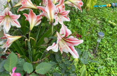 Unique residence with garden and sea view - Photo 27