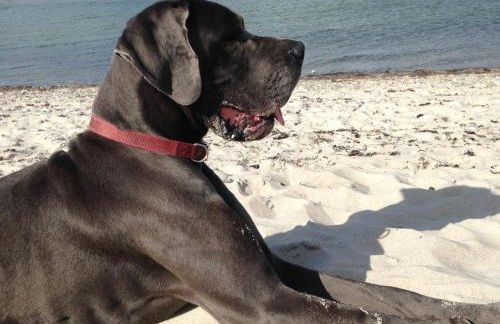 Ferienhaus Traumblick mit Meerblick - Foto 11