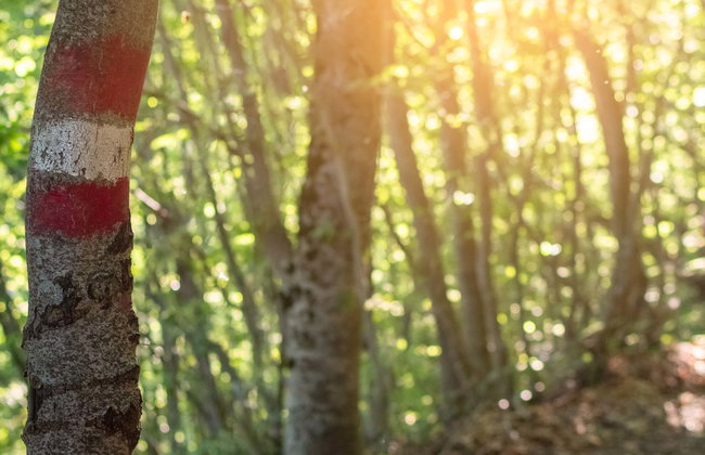 Senderismo por Bertioga + Paseo en barco - Foto 1