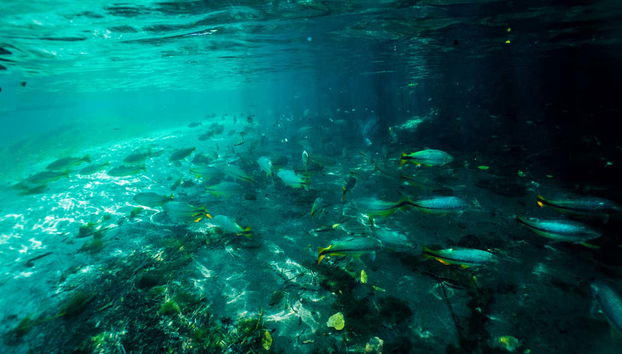 Snorkelling in the Sucuri River - Foto 4