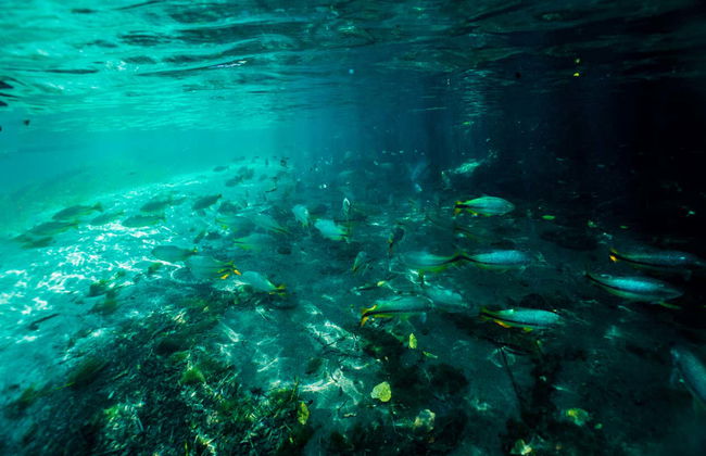 Snorkelling in the Sucuri River - Foto 4