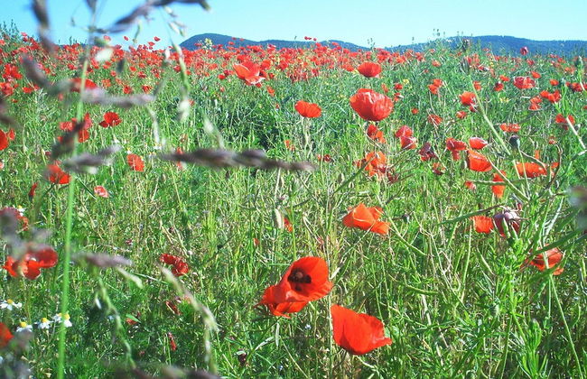 Ferienwohnung Stricker Bad Sachsa - Foto 8