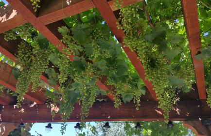 Yosemite Foothill Retreat - Private Guest Suite #3 - Foto 20