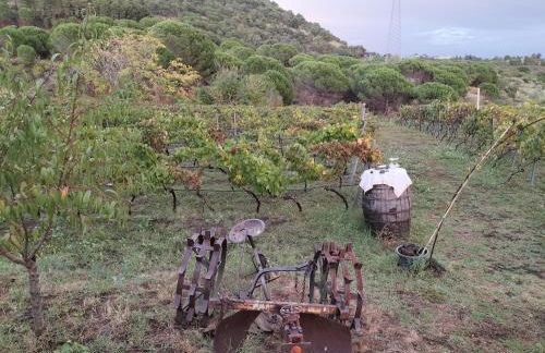 Etnasentieri Wine house on Etna mount - Foto 22