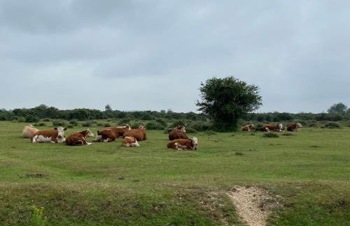 Thatch Cottage, East Boldre nr Beaulieu and Lymington - Foto 29