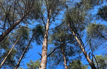 Domek obity dechami - Foto 12