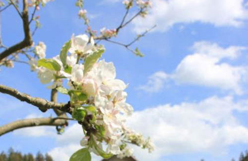 Stöckigtsmühle - Foto 2