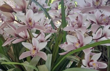 Apartman Nena - Foto 50