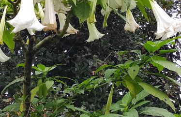 Casa do Alto (top floor apartment) - Foto 64