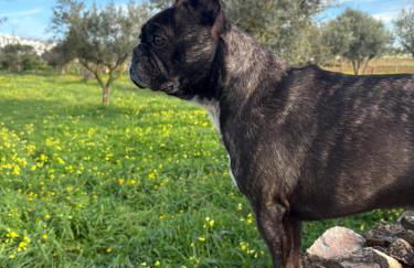 Paraíso a Dois em Estremoz - Foto 16