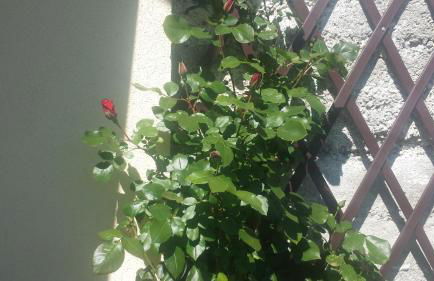 Casa Walter- VDA-LA THUILE- CIR 0024 - Foto 28