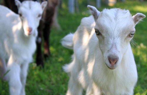 Farma Albert Korzenie - Foto 10