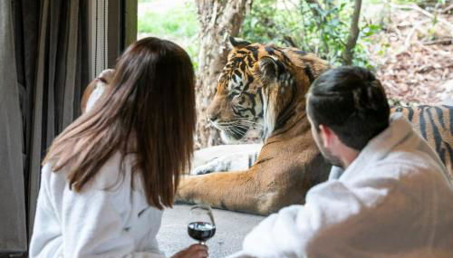 Big Cat Bungalows at The Haven - Lion 2 - Foto 4