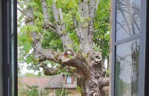 Le Petit Figuier - Foto 11