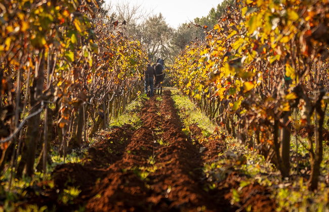 Naturalis Bio Resort & Spa - Foto 66