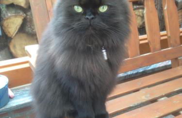 Ferienwohnung Hoppelnase mit eigener Sauna - Foto 28