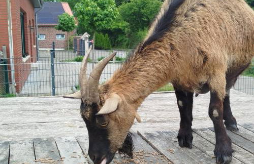 Bed and Bike Rheine - Foto 39