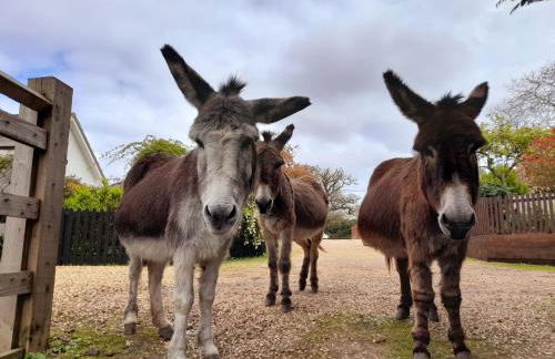 Forest Palms Studio The New Forest National Park - Foto 24